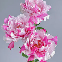 Yves Silva Rose Plant