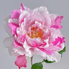 Yves Silva Rose Plant