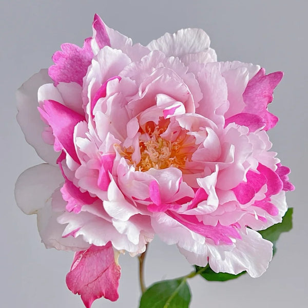 Yves Silva Rose Plant