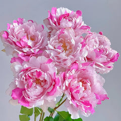 Yves Silva Rose Plant