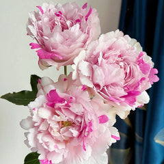 Yves Silva Rose Plant