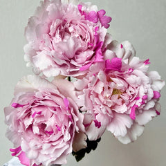Yves Silva Rose Plant