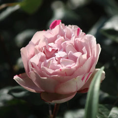 Yves Silva Rose Plant