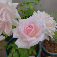 Yves Wedding Box Rose Plant