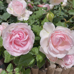 Yves Wedding Box Rose Plant