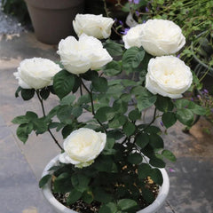 Yves Wedding Road – Timeless White Floribunda Roses