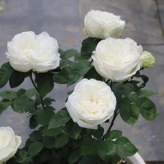 Yves Wedding Road – Timeless White Floribunda Roses