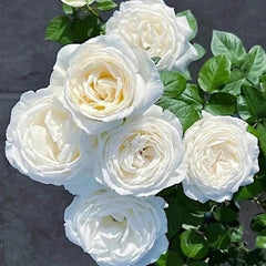 Yves Wedding Road – Timeless White Floribunda Roses