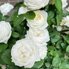 Yves Wedding Road – Timeless White Floribunda Roses