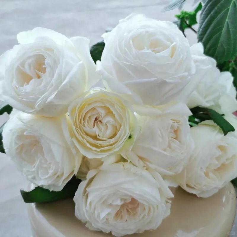 Yves Wedding Road – Timeless White Floribunda Roses