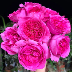 Yves Rosette rose plant with deep pink fragrant blooms