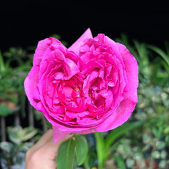 Yves Rosette rose plant with deep pink fragrant blooms