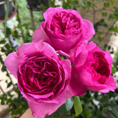 Yves Rosette rose plant with deep pink fragrant blooms