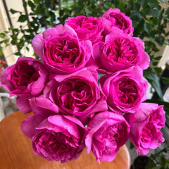 Yves Rosette rose plant with deep pink fragrant blooms