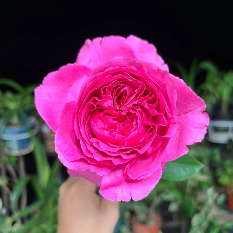 Yves Rosette rose plant with deep pink fragrant blooms