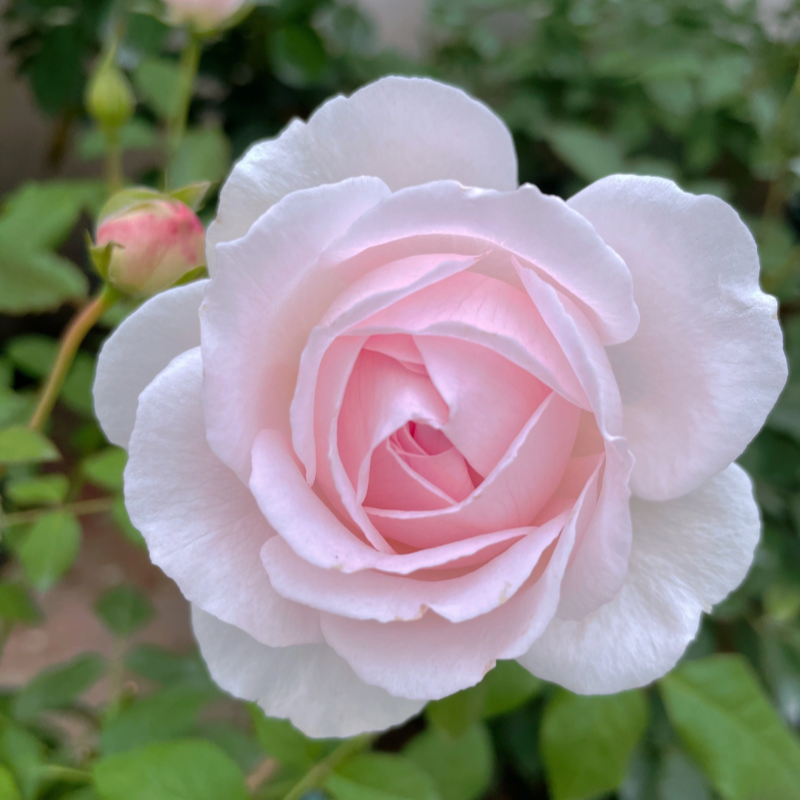 Yves Wedding Box Rose Plant｜婚礼盒子