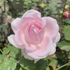 Yves Wedding Box Rose Plant｜婚礼盒子