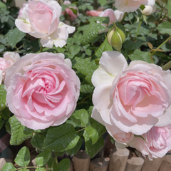 Yves Wedding Box Rose Plant｜婚礼盒子