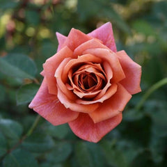 Zen Rose Plant