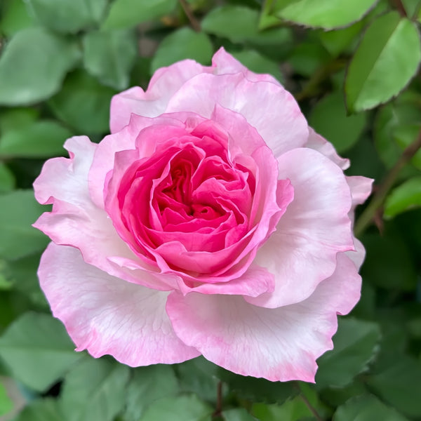 Zhijin Rose