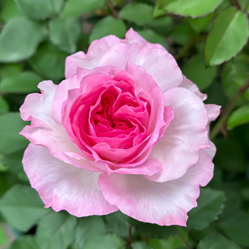 Zhijin Rose