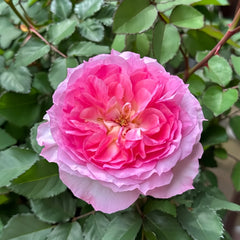 Zhijin Rose