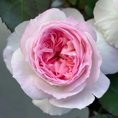 Zhijin Rose