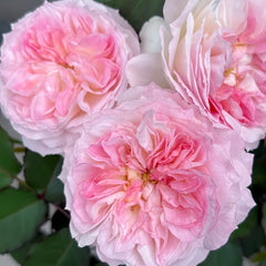 Zhijin Rose