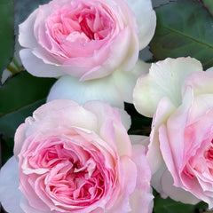 Zhijin Rose