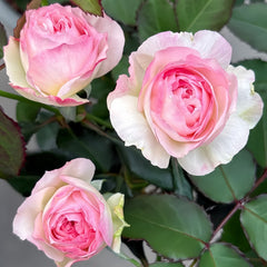 Zhijin Rose