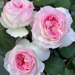 Zhijin Rose