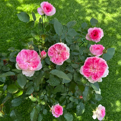 Zhijin Rose