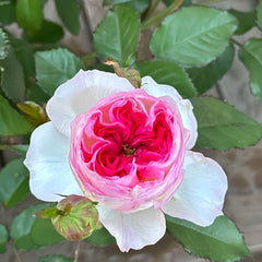 Zhijin Rose