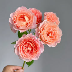 Zhiqiu Rose Plant|知秋