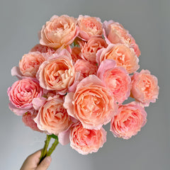 Zhiqiu Rose Plant|知秋