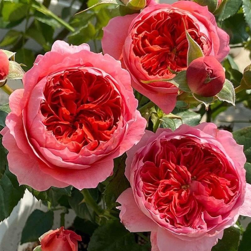 Julietta Raspberry Rose Plant|树莓茱莉塔 – Rose_Explosion