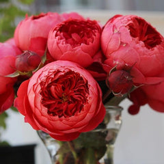 Cinnabar Bowl Rose: A Timeless Chinese Beauty