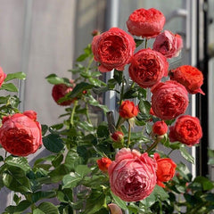 Cinnabar Bowl Rose: A Timeless Chinese Beauty