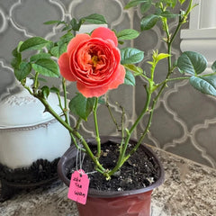 Cinnabar Bowl Rose: A Timeless Chinese Beauty