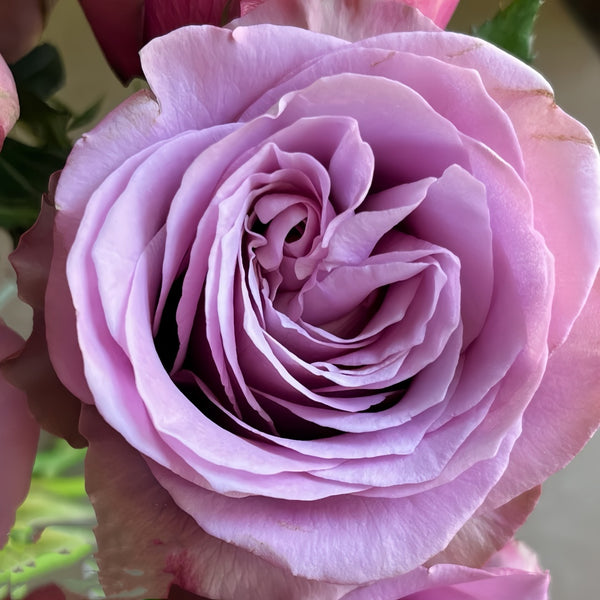 Zidi Rose Plant|紫菂