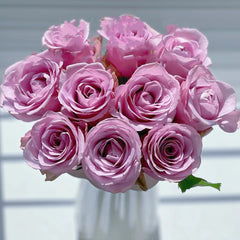 Zidi Rose Plant|紫菂