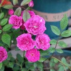 Zisaki Miniature Rose Plant