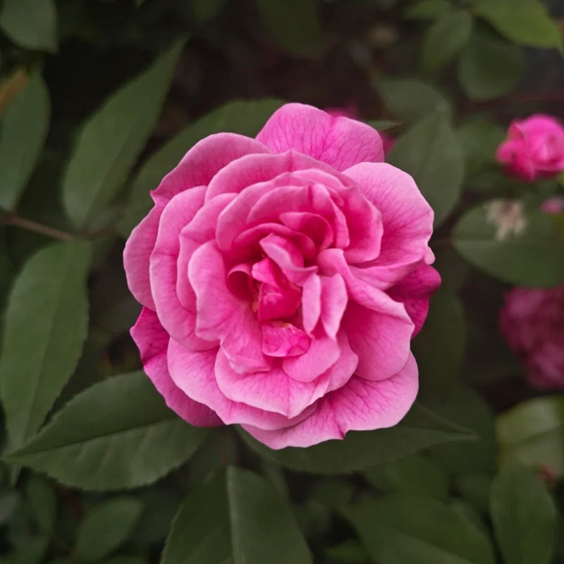 Zisaki Miniature Rose Plant