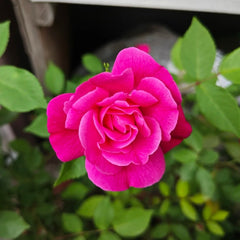 Zisaki Miniature Rose Plant