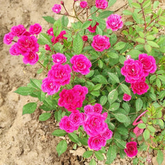 Zisaki Miniature Rose Plant