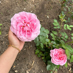 Zui Hongyan Rose
