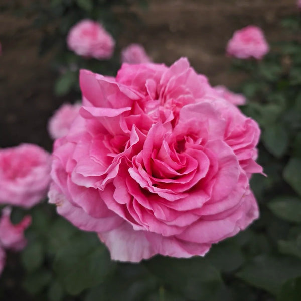 Zui Hongyan Rose