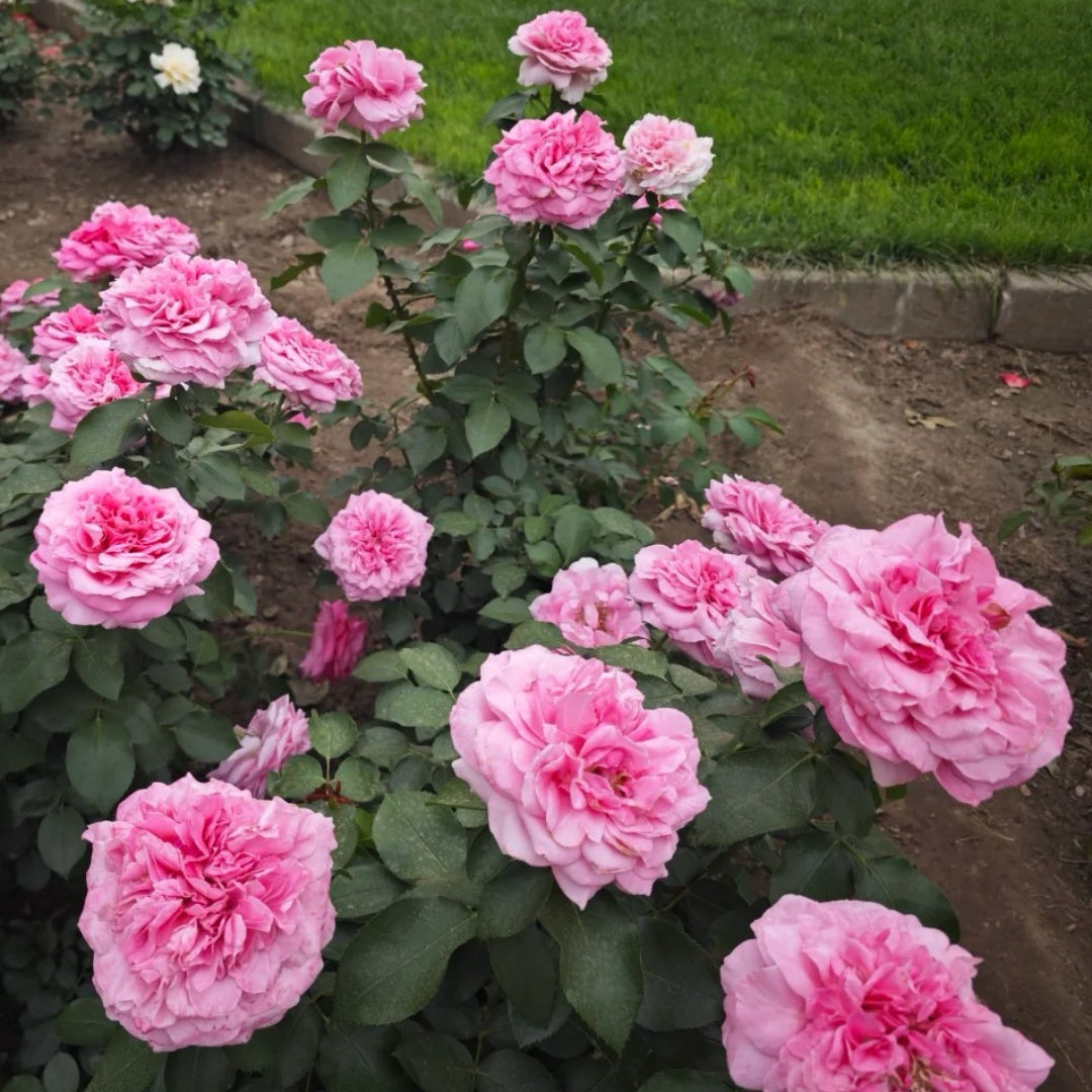 Zui Hongyan Rose Plant｜醉红颜 – Rose_Explosion