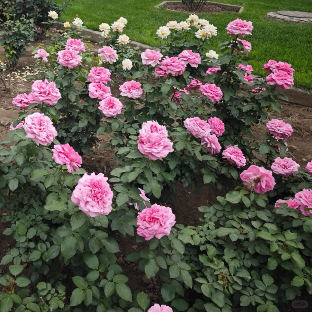 Zui Hongyan Rose Plant｜醉红颜 – Rose_Explosion