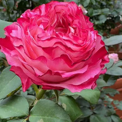 Carmen Rose Plant – Stunning Blooms for Your Rose Garden